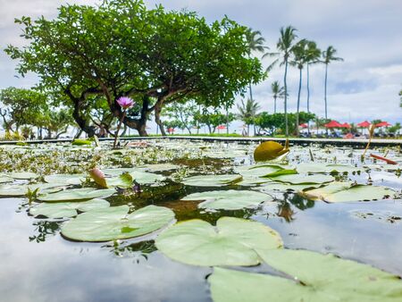 Closeup image of beautiful waterlily flowers growing in pond at tropical asian parkの写真素材