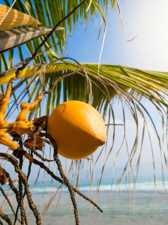 Yellow tasty coconut growing on the palm tree against clear blue sky and ocean wavesの写真素材