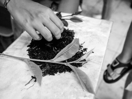 Closeup black and white image of hand picking dried tea and fresh tea leavesの写真素材