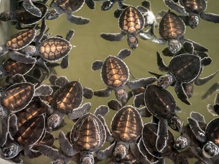 Closeup image of lots of small newborn turtles in water tank at wildlife rescue center