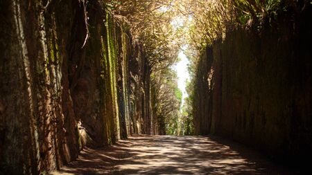 Long narrow pathway or tunnel between high cliff in the forest. Pico del Ingles, Tenerife, Spainの写真素材