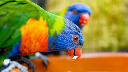 Couple of two colorful lorikeet parrots eating seeds and fruits from the feeder in zooの写真素材