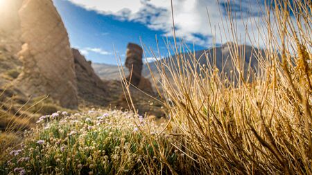 Dry dead plant and blooming flower in the desert between mountainsの写真素材