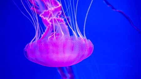 Closeup underwater image of fluorescent pink jellyfish swimming in aquariumの写真素材