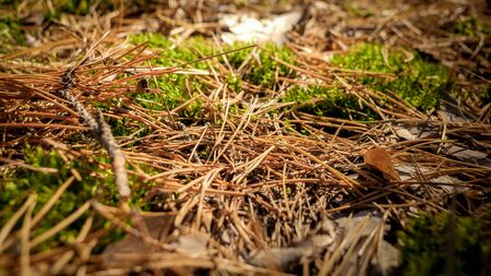 Closeup image of dry pine tree needles and moss lying on ground in forestの写真素材