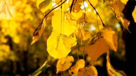 Closeup image of beautiful orange and yellow leaves in sun light at autumn park or forest