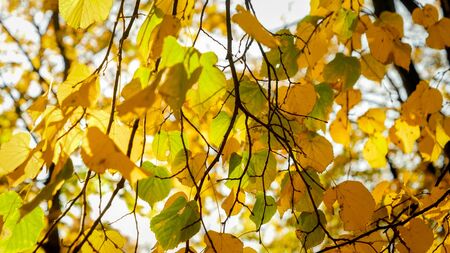 Closeup image of tree branch with yellow and orange leaves at autumn parkの写真素材