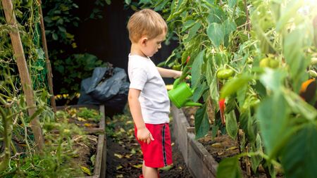 Little toddler boy watering ripening vegetables growing at garden in countryの写真素材