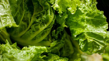 Closeup image of water droplets falling from washed fresh lettuce leaves.の写真素材