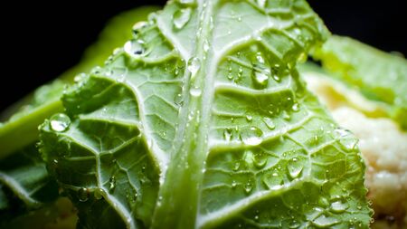 Macro image of water droplets on fresh green cabbage or cauliflower. Background for healthy food and GMO free products.Diet nutrition and fresh vegetables. Vegan and vegetarian background.の写真素材