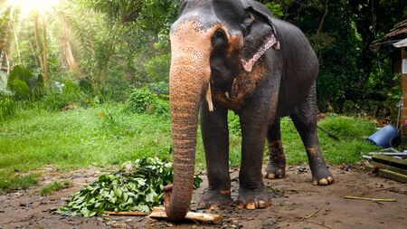 Image of adult elephant tearing and eating leaves off the tree branchの写真素材