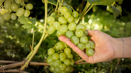 Closeup of vinemaker hand holding ripe bunch of white grapes growing on grapevine at domestic vineyardの写真素材