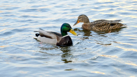 Closeup of ducks swimming in pond and diving underwater searching for food