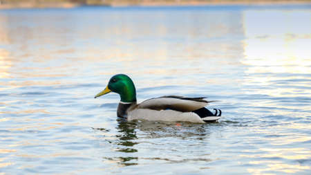 Lots of ducks searching food on water surface in city park.の写真素材