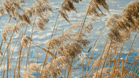 FLuttering dry reeds bending under strong winter wind on the lakeの写真素材