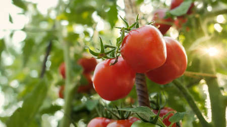 Closeup of ripe tomatoes growing at domestic garden. Concept of gardening, domestic food and healthy organic nutrition.の写真素材