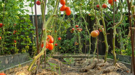 Camera moving between rows of ripening red tomatoes on garden bed. Concept of gardening, domestic...