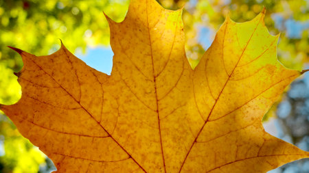 Macro shot of sun shining through yellow maple tree leaf over blue sky and autumn trees.の写真素材