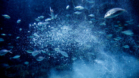 Big school of sea fishes swimming in dark clear sea water through lots of floating air bubbles.の写真素材