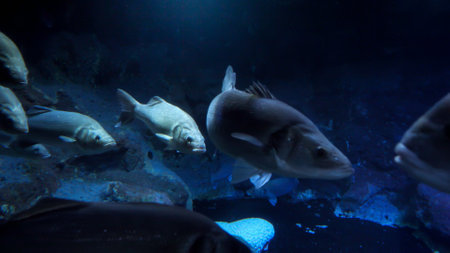 School of big fishes swimming slowly on dark sea bottom. Abstract underwater background or backdrop