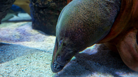 Closeup of moray eel lying on sea bottom and opening mouth with sharp teeth. Abstract natural background or backdrop, aquarium life, diving underwater.の写真素材