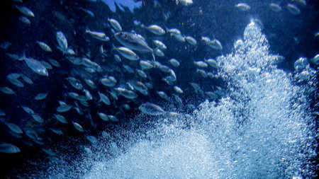 Underwater video of lots of air bubbles and fishes swimming in sea. Abstract underwater background or backdrop.の写真素材