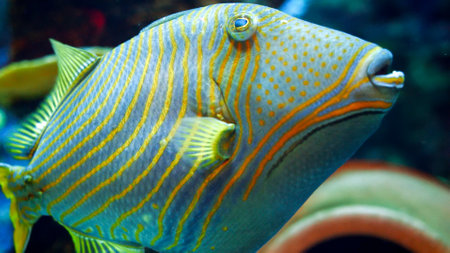 Closeup of beautiful yellow and blue striped tropical fish swimming in fish tank. Abstract natural...