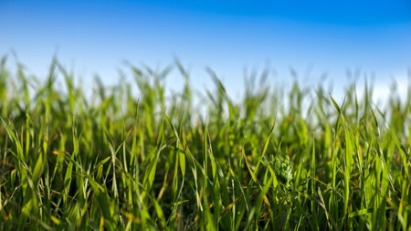 Closeup of fresh green grass growing against clear blue sky on sunny dayの写真素材