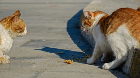 Two homeless wild cats fighting for food on the city street.