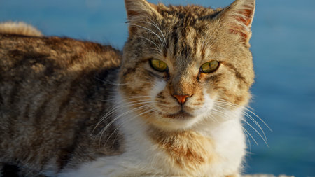 Closeup portrait of cat with green eyes relaxing under warm sun light against calm sea waves