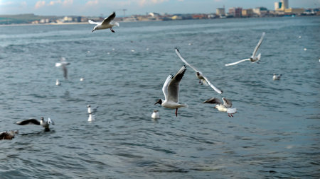 Seagulls flying above the cold sea water on cloudy winter day.の写真素材