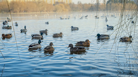 Many ducks gliding through the water in the park's lake on a sunny winter day. Beauty and tranquility of winter wildlifeの写真素材