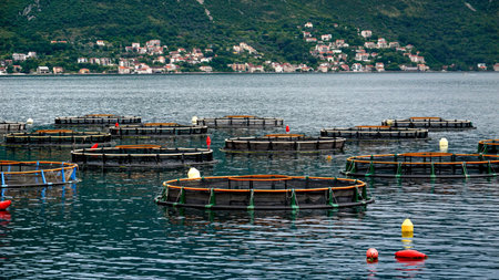 Round floating fish farms on the sea. Growing seafood, mussels and oysters. Seafood business.の写真素材