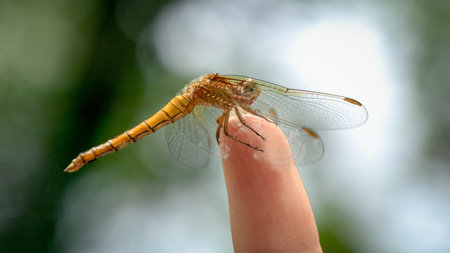 Closeup of dragonfly sitting on female finger. Harmony in nature.の写真素材