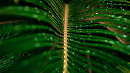 Macro shot of steam and palm tree leaves with dew and rain water droplets.の写真素材