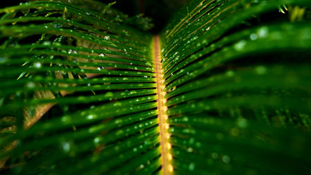 Macro shot of camera moving along wet tropical palm tree leaves after rain in jungle. Abstract natural background or backdropの写真素材