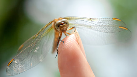 Macro of dragonfly with transparent wings and big eyes sitting on female fingerの写真素材