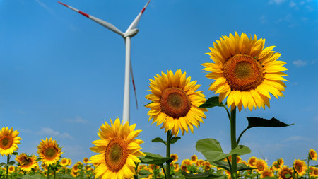 Wind turbines gracefully turning amidst a sunflower field on a sunny and breezy day. Renewable...
