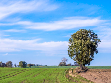 solitary tree on the fieldの写真素材