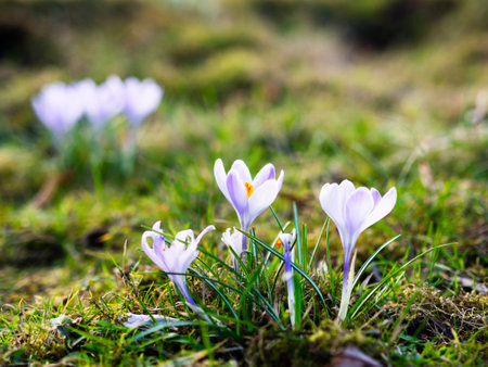 spring flowers in the parkの写真素材
