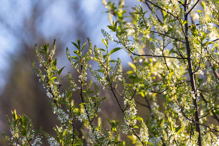 Spring flowering trees