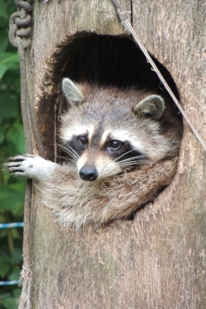 Raccoonの写真素材