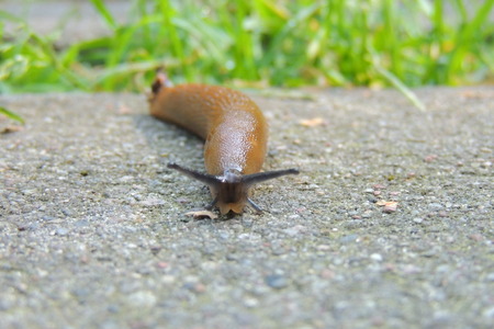 Snail without a shellの写真素材