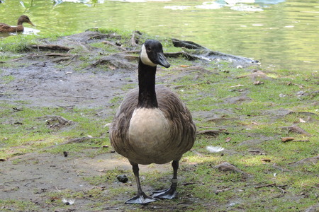 Canada goose, Branta canadensisの写真素材