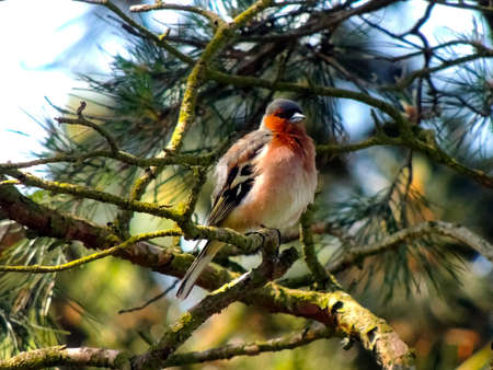 Bird on the tree