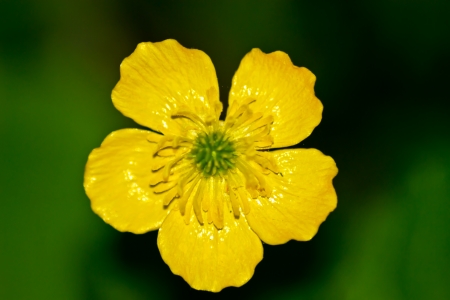 Morning Walkの写真素材