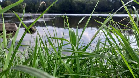Green grass on the banks of the river.の写真素材