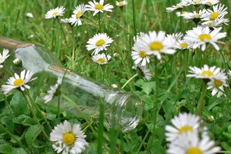 Daisies and a bottle on the grass.の写真素材