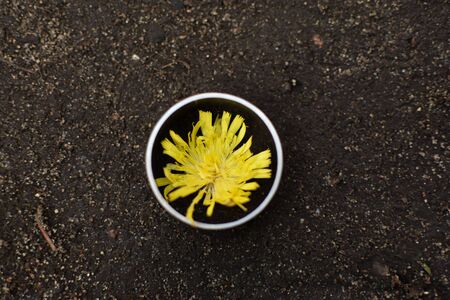 Yellow flower in a metal circle on the ground.の写真素材