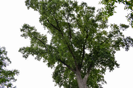 A large green tree against a clear blue sky.の写真素材